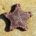 Jewel Star - Photo (c) Steve Kerr, some rights reserved (CC BY), uploaded by Steve Kerr