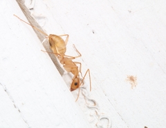 Camponotus festinatus