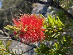 Melaleuca recurva