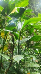 Amischotolype hispida