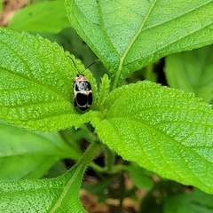 Alagoasa bipunctata familiaris