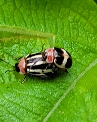 Alagoasa bipunctata familiaris