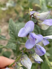 Crotalaria verrucosa