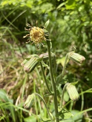 Rugelia nudicaulis