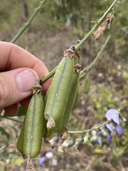 Crotalaria verrucosa