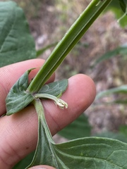 Crotalaria verrucosa