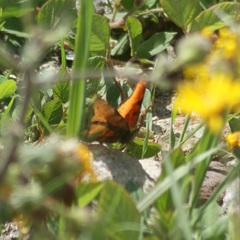 Polygonia haroldii