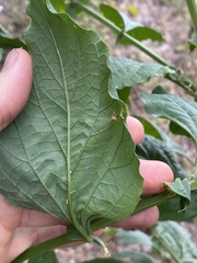Crotalaria verrucosa