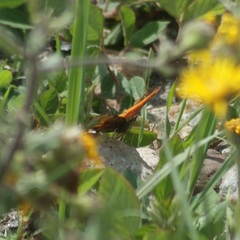 Polygonia haroldii