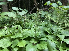 Rugelia nudicaulis