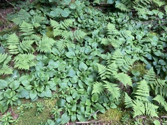 Rugelia nudicaulis
