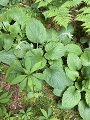 Rugelia nudicaulis