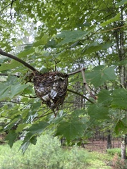 Setophaga pensylvanica