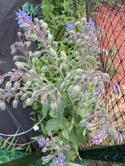 Borago