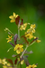 Lysimachia lanceolata