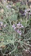 Hesperidanthus linearifolius