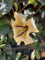 Solandra
