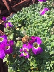 Apis mellifera