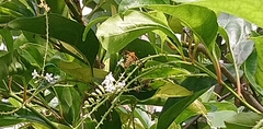 Amata grotei