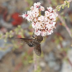 Chrysanthrax vanus