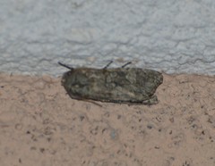 Copivaleria grotei