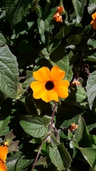Thunbergia alata