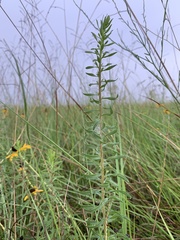 Solidago tortifolia