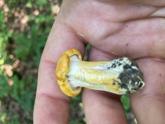 Cantharellus phasmatis