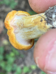 Cantharellus phasmatis