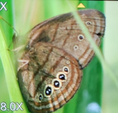 Neonympha mitchellii