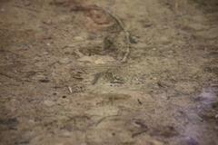 Lepidomeda mollispinis