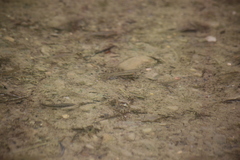 Lepidomeda mollispinis