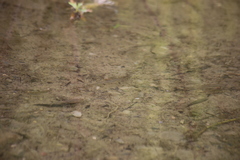 Lepidomeda mollispinis