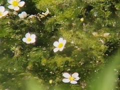 Ranunculus trichophyllus trichophyllus