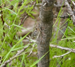 Diceroprocta eugraphica