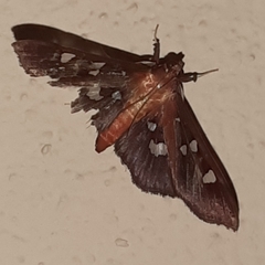Phostria tedea