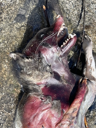 Common Raccoon photographed in Idaho