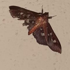 Phostria tedea