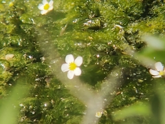 Ranunculus trichophyllus trichophyllus
