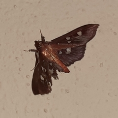 Phostria tedea