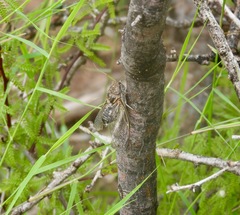 Diceroprocta eugraphica