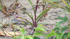 Cnemidophorus lemniscatus