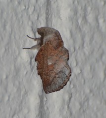 Phyllodesma occidentis