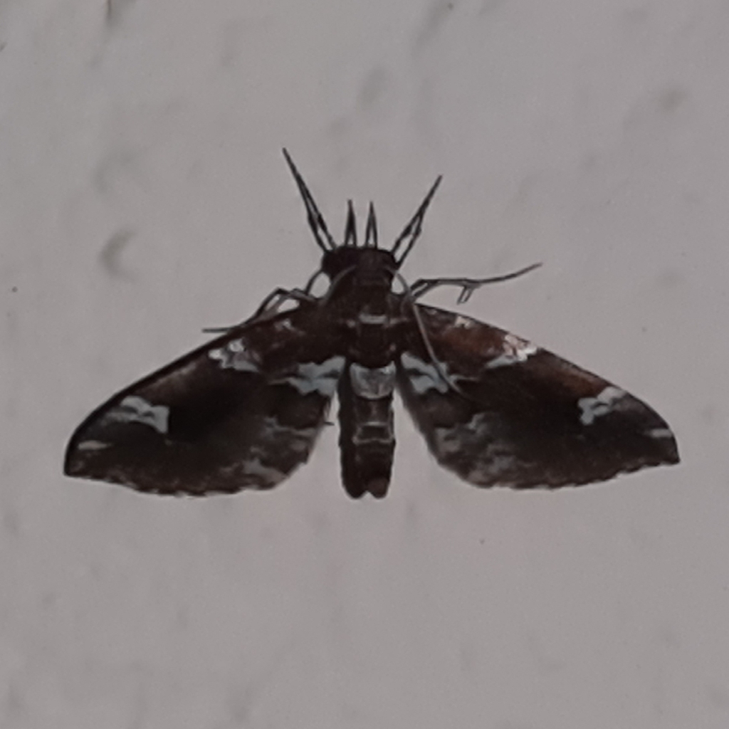 Psaliodes confusa