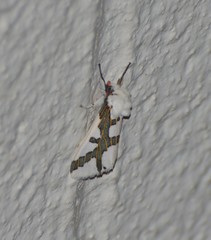 Euerythra phasma