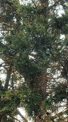 Cupressaceae