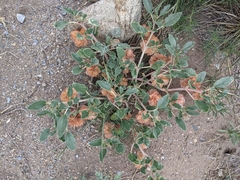 Tripterocalyx micranthus