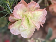 Tripterocalyx micranthus