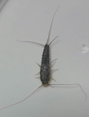 Ctenolepisma longicaudatum