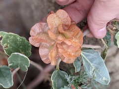 Tripterocalyx micranthus